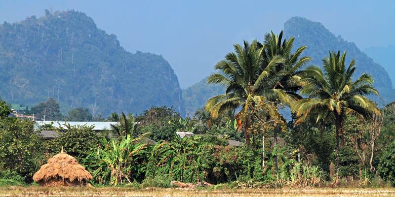 Berge und Palmen in Nordthailand