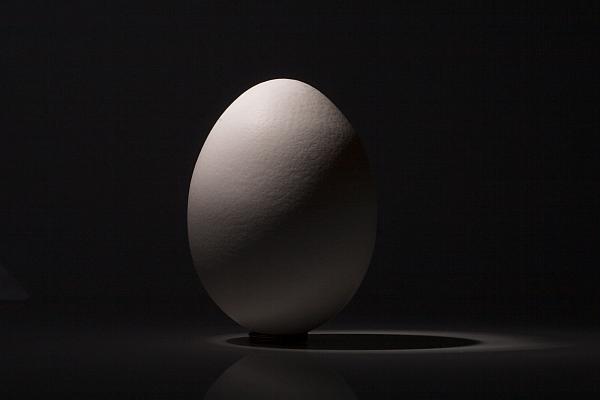 one white egg