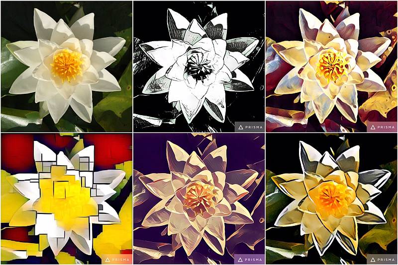 Beispiel der Prisma-Filter: Oben links mein Original-Foto, daneben 5 Kunst-Filter der App.
